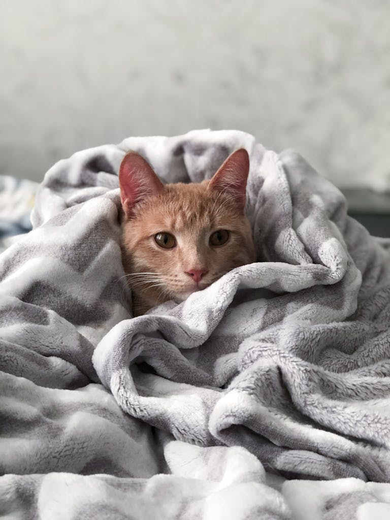 A cute tabby cat snuggled in a plush blanket, exuding warmth and comfort.